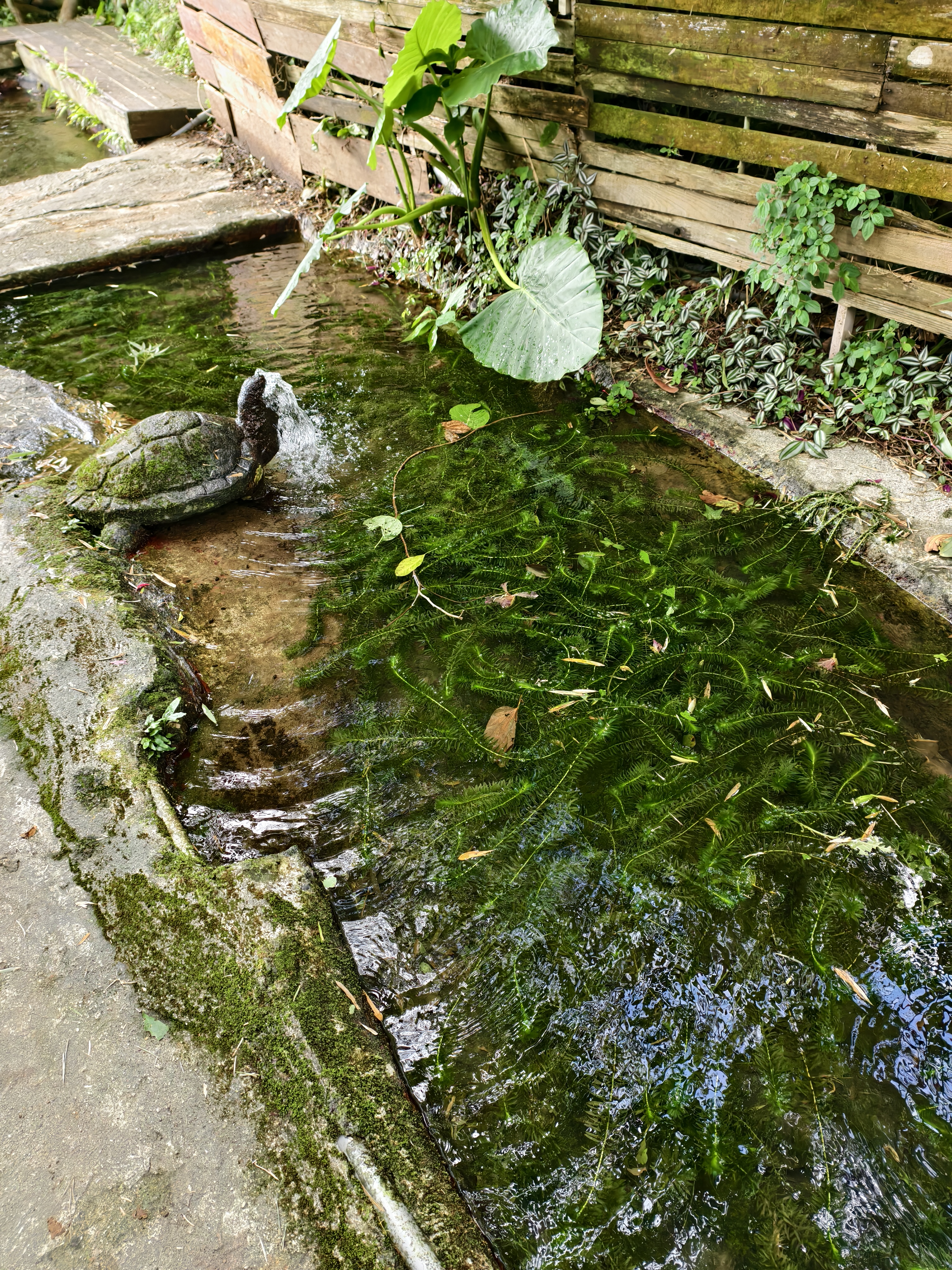 【台北士林景點】荷鋤茗園休閒農園|陽明山下的都市秘境,一日親子放電、烤肉土窯(需預約) - 第4張圖 【台北士林景點】荷鋤茗園休閒農園|陽明山下的都市秘境,一日親子放電、烤肉土窯(需預約)