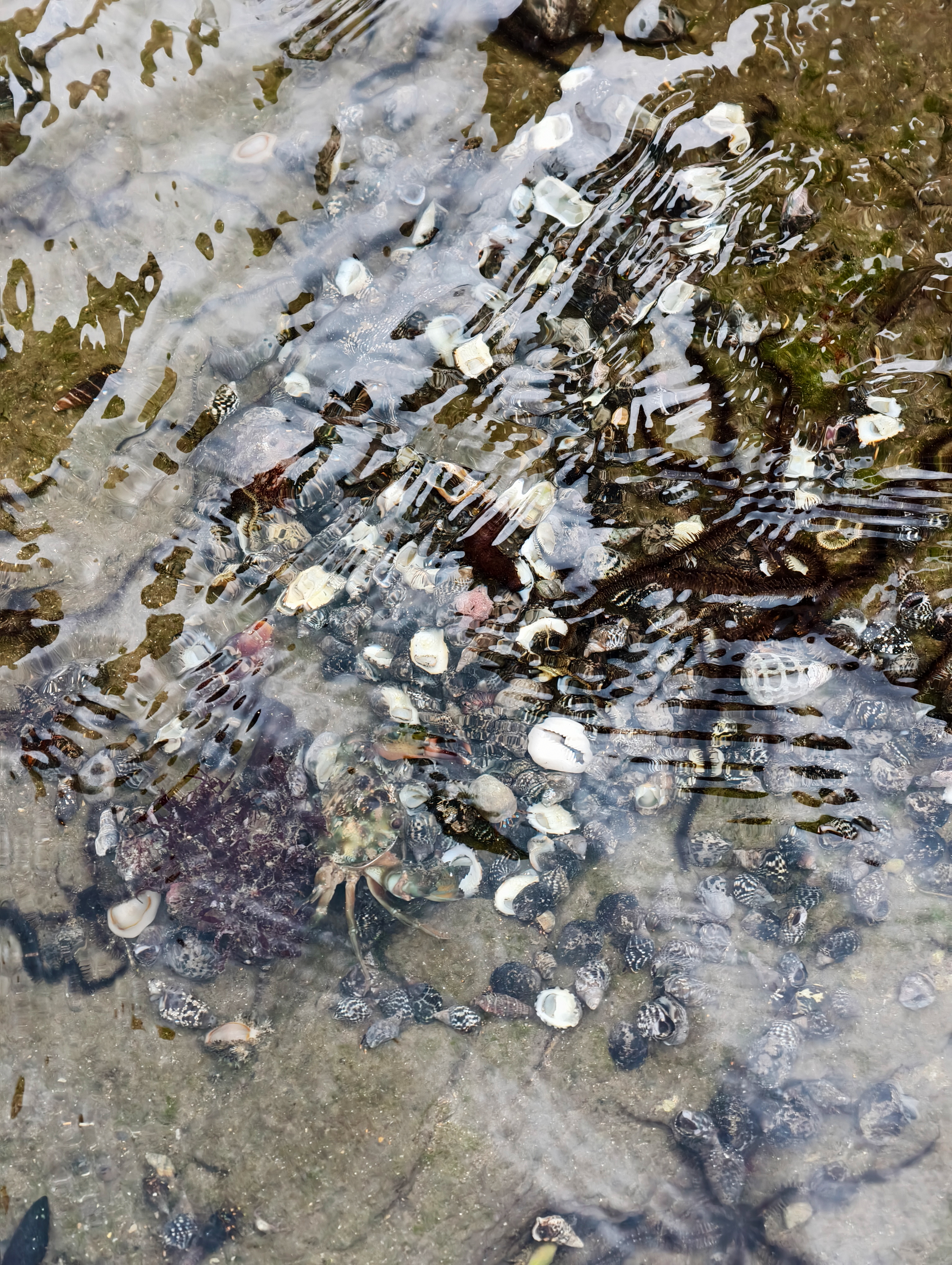 【馬崗漁村親子體驗】跟著海女阿嬤下海!貢寮最東邊的潮間帶生態冒險 - 第12張圖 【馬崗漁村親子體驗】跟著海女阿嬤下海!貢寮最東邊的潮間帶生態冒險