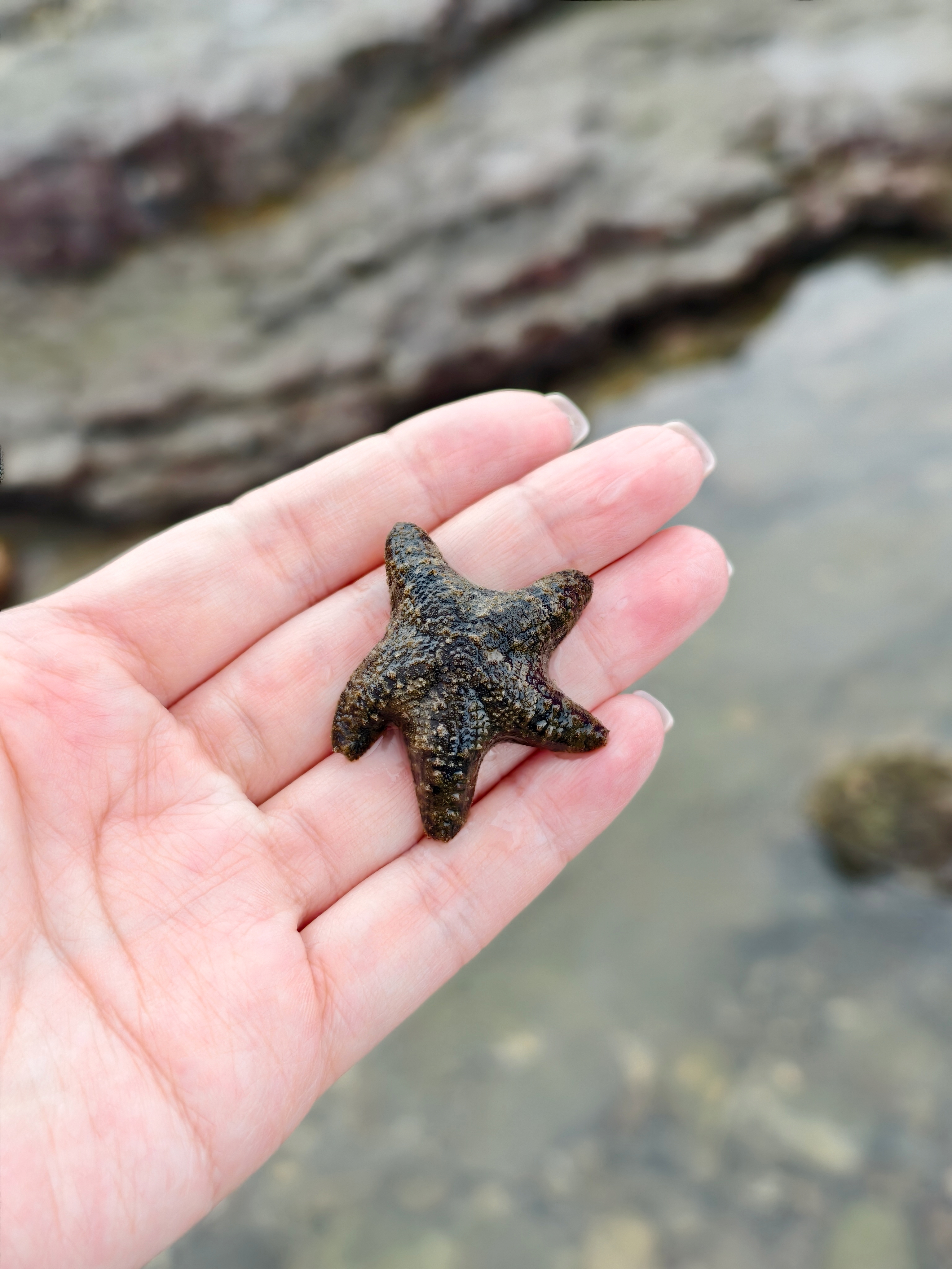 【馬崗漁村親子體驗】跟著海女阿嬤下海!貢寮最東邊的潮間帶生態冒險 - 第9張圖 【馬崗漁村親子體驗】跟著海女阿嬤下海!貢寮最東邊的潮間帶生態冒險