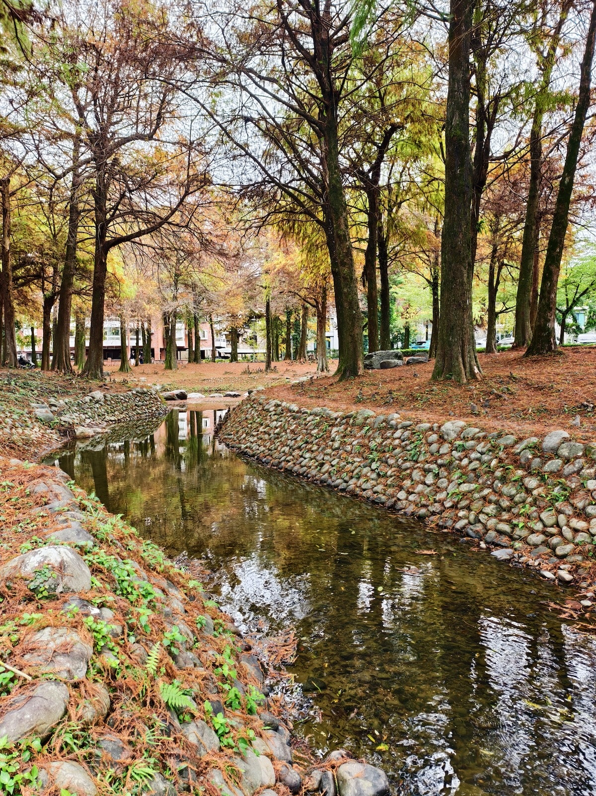 【宜蘭景點】羅東運動公園落羽松，彷彿走進歐洲森林！好停車，親子踏青好去處