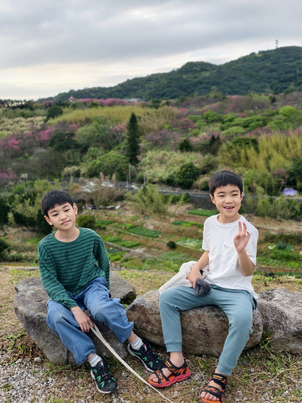 【台北景點】陽明山『平菁街42巷』櫻花巷和『鵝尾山水田』,輕鬆散步路線,稻浪棧橋、粉嫩寒櫻一次收集 - 第12張圖 【台北景點】陽明山『平菁街42巷』櫻花巷和『鵝尾山水田』,輕鬆散步路線,稻浪棧橋、粉嫩寒櫻一次收集