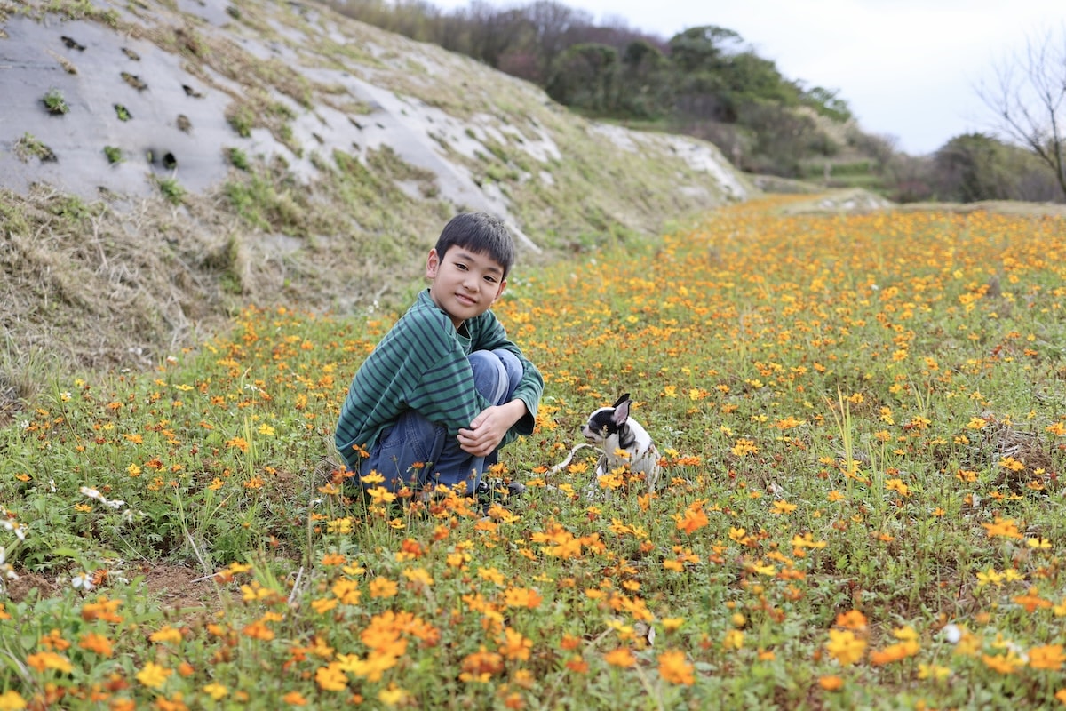 【台北景點】陽明山『平菁街42巷』櫻花巷和『鵝尾山水田』,輕鬆散步路線,稻浪棧橋、粉嫩寒櫻一次收集 - 第6張圖 【台北景點】陽明山『平菁街42巷』櫻花巷和『鵝尾山水田』,輕鬆散步路線,稻浪棧橋、粉嫩寒櫻一次收集