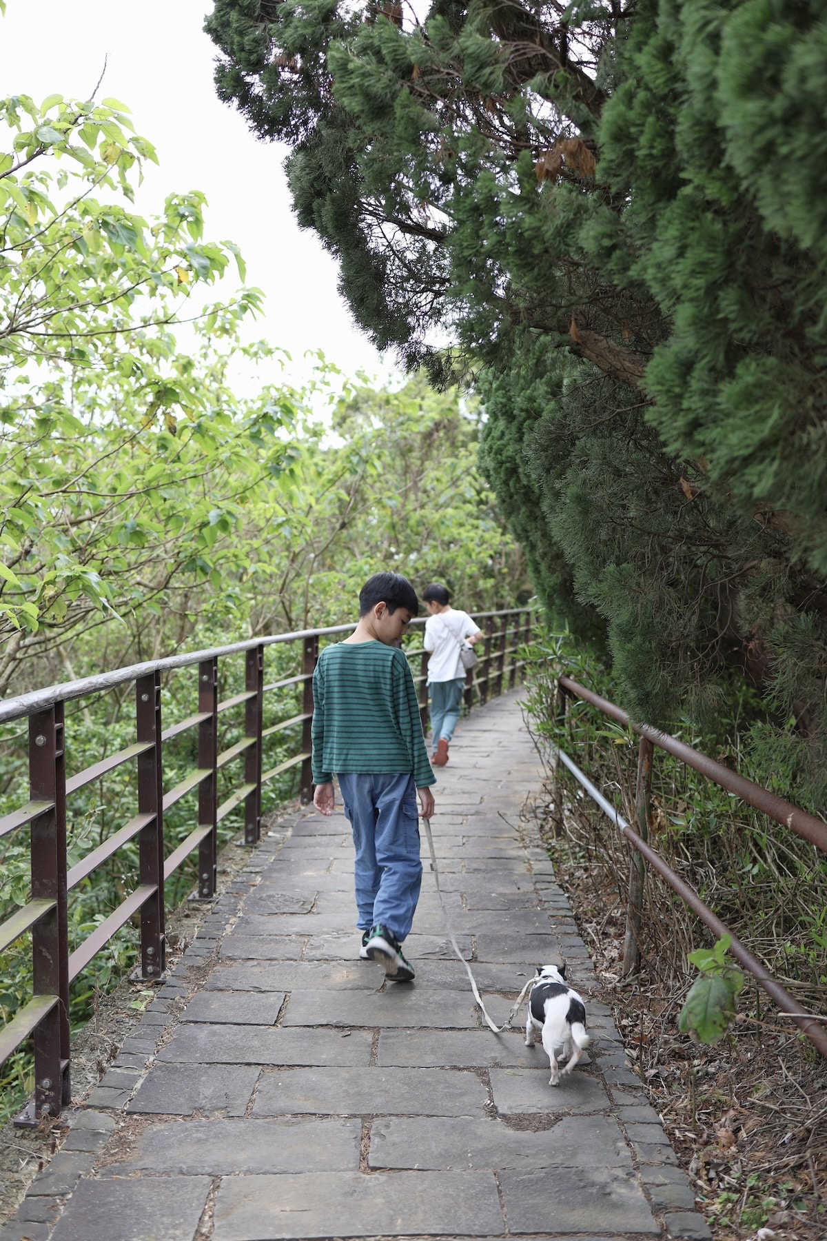 【台北景點】陽明山『平菁街42巷』櫻花巷和『鵝尾山水田』,輕鬆散步路線,稻浪棧橋、粉嫩寒櫻一次收集 - 第4張圖 【台北景點】陽明山『平菁街42巷』櫻花巷和『鵝尾山水田』,輕鬆散步路線,稻浪棧橋、粉嫩寒櫻一次收集