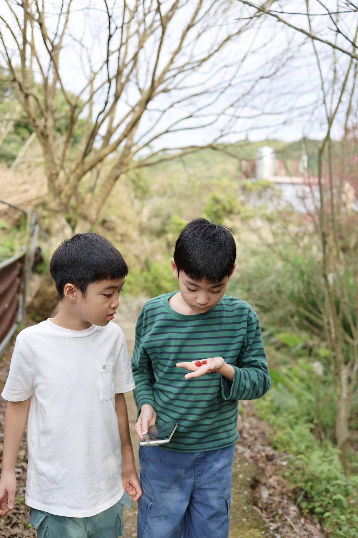 【台北景點】陽明山『平菁街42巷』櫻花巷和『鵝尾山水田』,輕鬆散步路線,稻浪棧橋、粉嫩寒櫻一次收集 - 第13張圖 【台北景點】陽明山『平菁街42巷』櫻花巷和『鵝尾山水田』,輕鬆散步路線,稻浪棧橋、粉嫩寒櫻一次收集