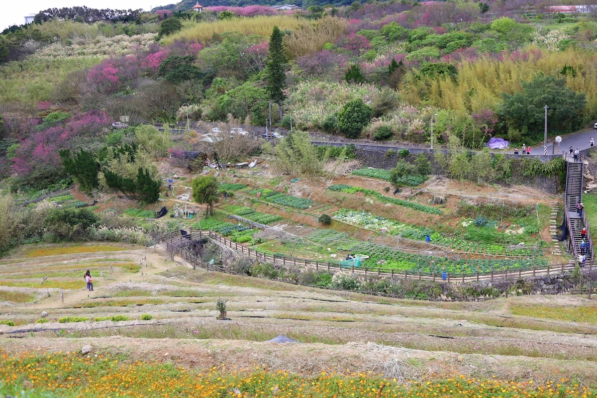 【台北景點】陽明山『平菁街42巷』櫻花巷和『鵝尾山水田』,輕鬆散步路線,稻浪棧橋、粉嫩寒櫻一次收集 - 第5張圖 【台北景點】陽明山『平菁街42巷』櫻花巷和『鵝尾山水田』,輕鬆散步路線,稻浪棧橋、粉嫩寒櫻一次收集