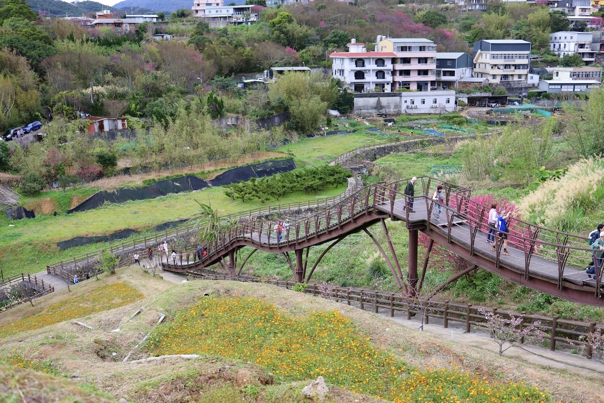 【台北景點】陽明山『平菁街42巷』櫻花巷和『鵝尾山水田』,輕鬆散步路線,稻浪棧橋、粉嫩寒櫻一次收集 - 第1張圖 【台北景點】陽明山『平菁街42巷』櫻花巷和『鵝尾山水田』,輕鬆散步路線,稻浪棧橋、粉嫩寒櫻一次收集